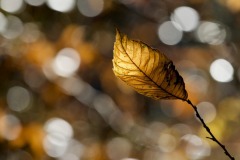 IMG_1199