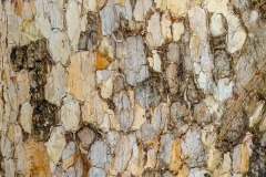 Ecorse de Plaqueminier