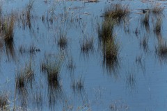 Marais