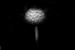 DSCF7046