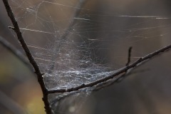IMG_1310