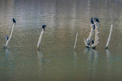 Cormorans - panorama