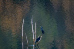 Cormorans au carré