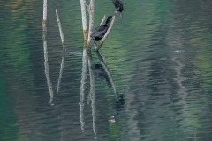 Deux cormorans
