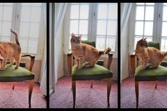 T2-Cats-shooting