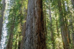 Redwood-National-Park