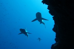 IMG_7776-copie