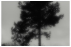 Silhouette-4