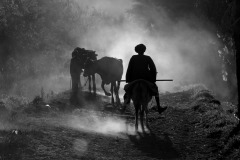 Silhouettes-3