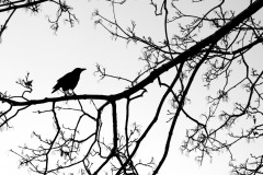 Silhouettes-5