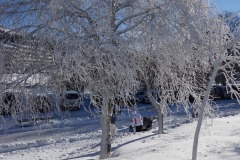 Arbre Gelé