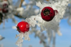 IMG_6654-copie