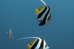 IMG_5059-copie
