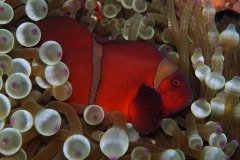 IMG_6632-copie2