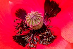 DSCF5734