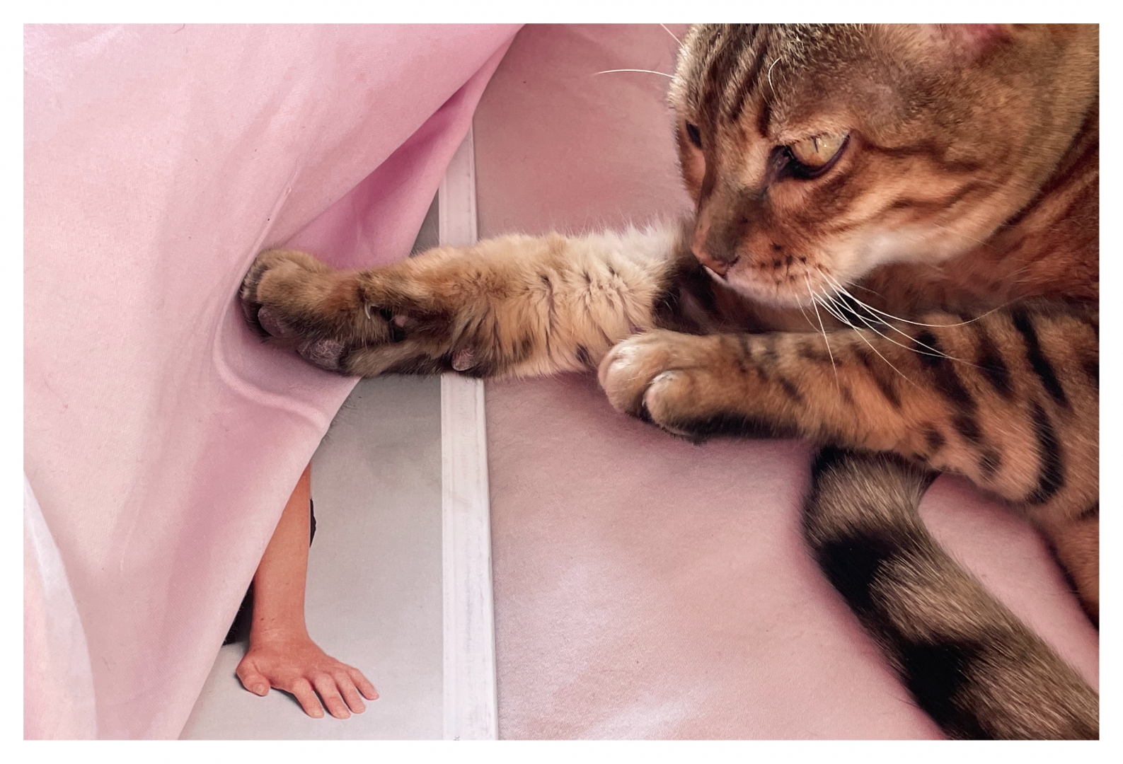 5-theme-animaux