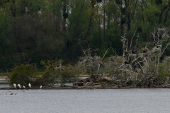 AC-Oiseaux-1