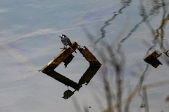 AC-Oiseaux-3