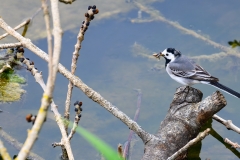 AC-Oiseaux-4