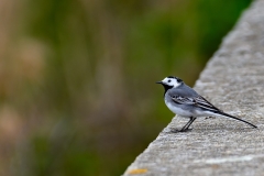 AC-Oiseaux-5