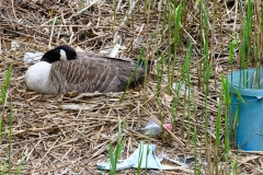 AC-Oiseaux-6