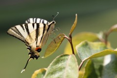 Theme-libre-Macro-1