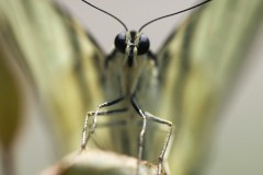 Theme-libre-Macro-2