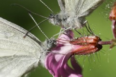 Theme-libre-Macro-3