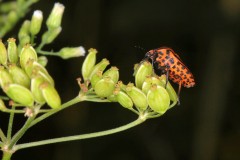 Theme-libre-Macro-4