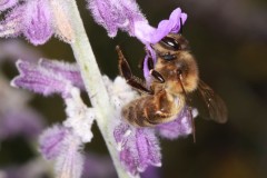 Theme-libre-Macro-5