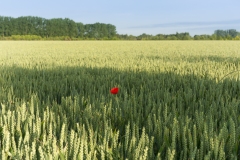 20090614-_DSC5735-Modifier