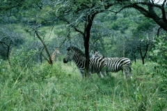 02_Theme_libre_Animaux_Afrique_du_Sud_08