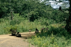 03_Theme_libre_Animaux_Afrique_du_Sud_baboins
