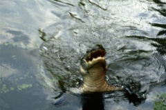 05_Theme_libre_Animaux_New_Orleans
