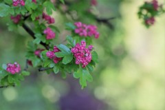 IMG_3442-Copie