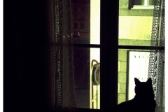 06-Chat-derriere-sa-fenetre