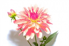 DSCF9356-2
