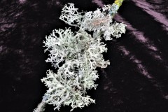 lichen