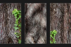 Texture écorce et lierre
