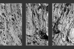 Texture bois d'olivier