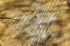 dendochronographie_20210928_0_13