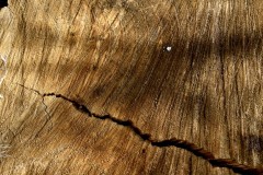 dendochronographie_20210928_1_14