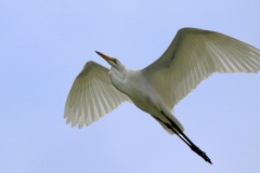 IMG_4999-copie2