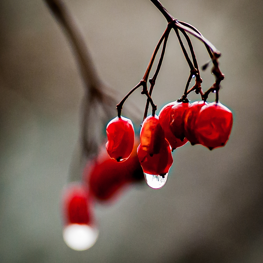 Claude-G-rouge-6