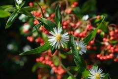 DSCF8142