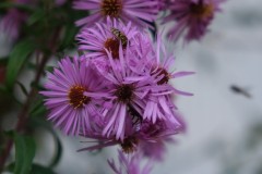 DSCF8145-1