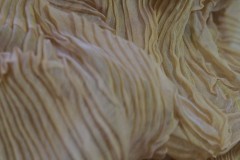 DSCF9321-1