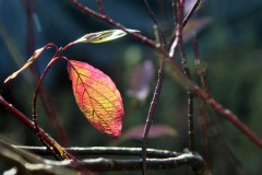 IMG_3031-2
