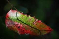 IMG_3089-7