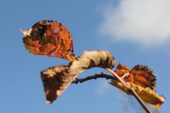 IMG_3119